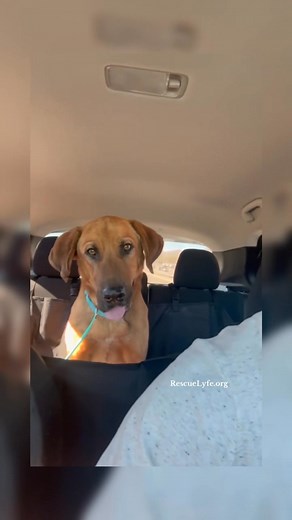 303 reactions · 55 shares | Meet Jasper — Left Behind in Cabazon,...