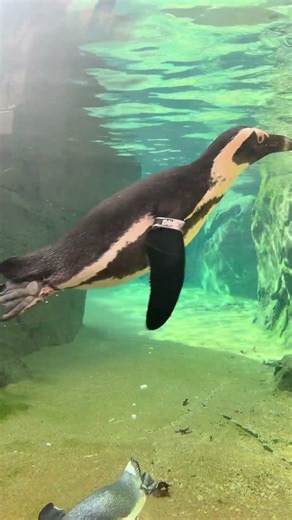 The One Where...You Attend Penguin-Palooza!