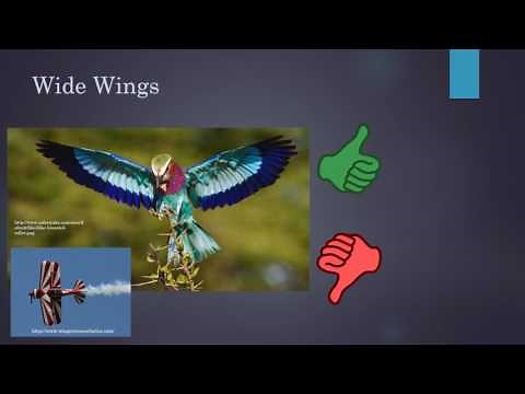 Bird Wing Shapes and Bird Behaviors