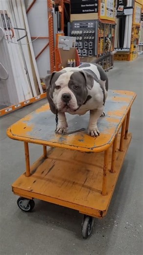 10K views · 253 reactions | When deciding which stud you are going to use is the decision based on the dog itself or its owner? Leave a comment with your honest feedback so we can know what's most important to you! #americanbully #exoticbully #englishbulldog #dog #doglover #doglife #dogsofinstagram #bulldog #dogsofinsta #doggo #frenchbulldog #dogshow | The Bully Broadcast | Facebook