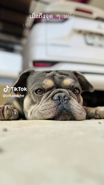 วิดีโอของ pikapache (@pikapache) พร้อมเพลง เสียงต้นฉบับ - Remix DD