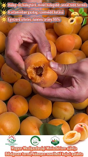 60K views · 619 reactions |  Ültessen otthonában császári...