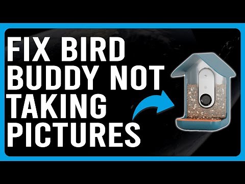 How To Fix Bird Buddy Not Taking Pictures (Why Bird Buddy Is Not Taking Pictures & How To Solve It!)