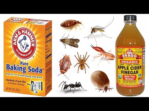 8 Natural Ways to Get Rid of Household Bugs and Pests