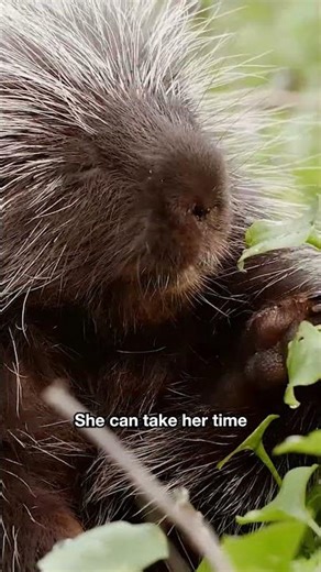 Do Not Mess With Porcupines! | #DeepLook #Shorts
