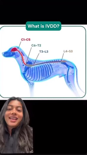 4.4K views · 596 reactions | Intervertebral disc disease (IVDD) in...