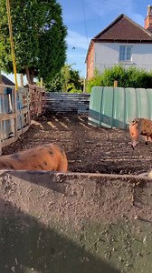 Domino our rescue pig proves pigs can jump she will be flying next #rescuepig #pigescape @caro_painter | Caenhill Countryside Centre