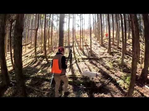 【狩猟】ハンティングライブ・静岡での雉猟の実際