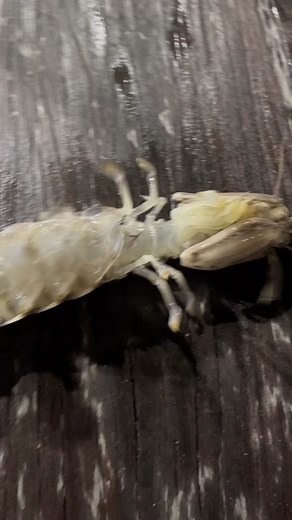 Crazy looking animal I saw during the mullet run saw this crazy looking guy snag a mullet‼️🔥 does anyone know what it is? Thought it was a mantis shrimp ##mantisshrimp##florida##EndlessJourney##HausLabsFoundation##MadeWithKeurigContest ##fyp##foryoupage##fypシ##viral##crazy##hurricaneian