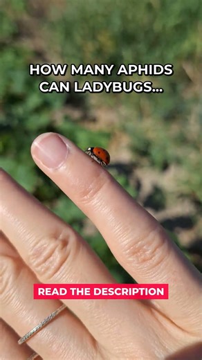 Ladybugs Eat 60 Aphids Per Day #Shorts