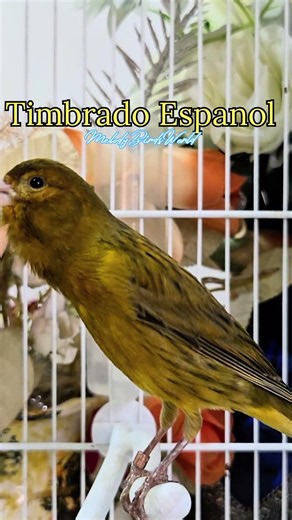 🔥 Original Spanish Timbrado Canary Singing 🇪🇸 | Pure Champion Song 🎶 #Shorts