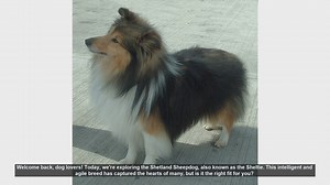 Shetland Sheepdog: Is the Sheltie the Right Dog for You?