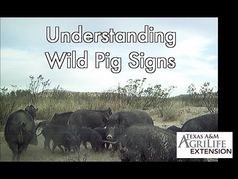 Understanding Wild Pig Signs