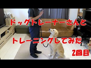 ゴールデンの子犬（７ヶ月）がドッグトレーナーさんとトレーニングしてみた 2回目 躾 トレーニング Day4【Joe Life】