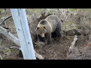 Grizzly bear digs up Marmots for lunch in Yellowstone National Park!