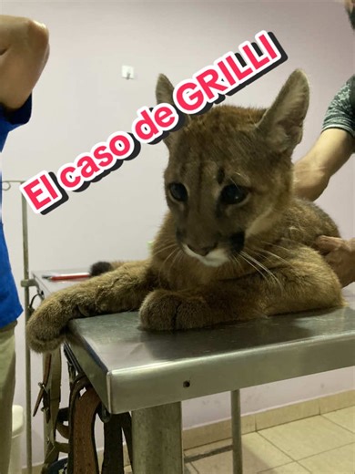 Cuentas recomendadas