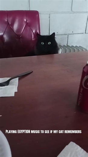 #egyptiancat#ancientegypt#viral_video#fypシ | egyptian song for cats