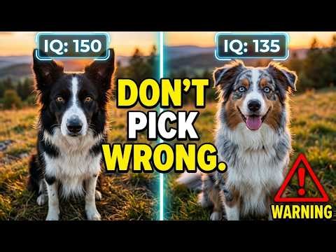 Border Collie vs. Aussie: Don’t Make the Wrong Choice