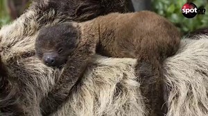 Süße Bilder: Faultier-Baby in Zoo geboren