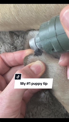 Essential Puppy Nail Trimming Tips for Pet Owners