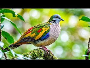 宝石のように美しい野鳥のさえずりと癒しのピアノ｜鮮やかな自然の彩りに包まれるリラックスBGM