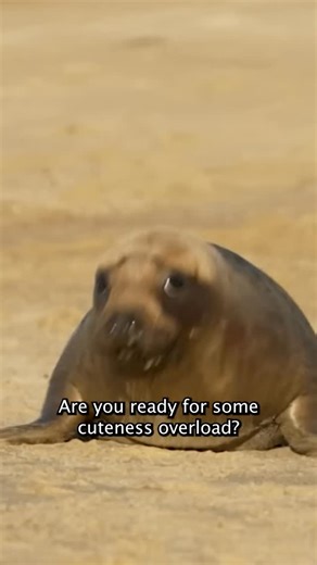An animal rescue program has released two seals back into the wild after they recovered from some injuries. #nbcla | NBC LA