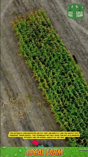 Automatic Corn Harvester Machine #agriculture