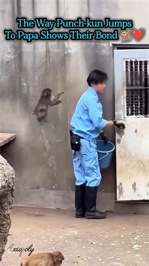 The Moment Punch Kun Jumps To Papa Will Melt Your Heart | #punchkun #monkey #macaquemonkey #shorts