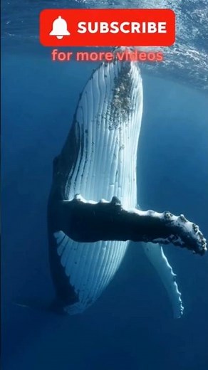 The Ocean’s Greatest Singers and Its Oldest Giants 🐋