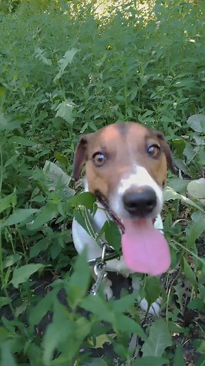 пёс сильвестор on TikTok