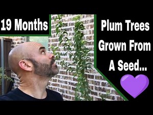 Growing Plum Trees From Seed - 19 Months