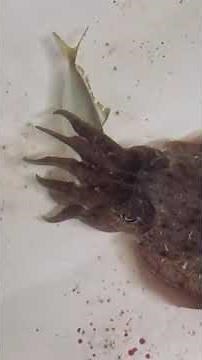 カミナリイカ（コウイカの仲間、紋甲イカ）飼育動画。触腕を目いっぱい伸ばして、泳いでいるアジを捕食します。捕獲率は低く失敗が多いのですが、稀に成功します。#shorts