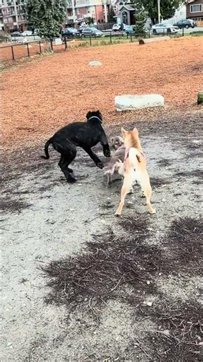 Cane Corso socializing like a king 👑🐕