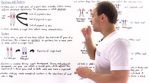 37.Pleiotropy and Epistasis