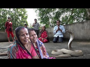 देखो ऐसा क्या हुआ कि खतरनाक कॉबरा साँप रेस्क्यू देखकर माता जी भी हो गईं भावुक | Cobra Snake Rescue