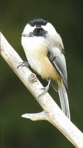 Meet The Bold And Beautiful Black Capped Chickadee Up Close