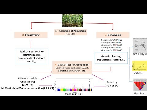 GWAS in 🌱 plants
