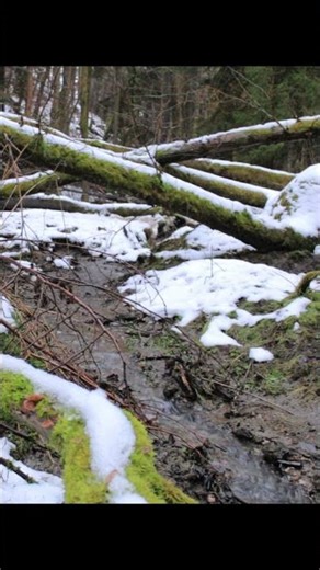 Forest Moment #2 | Falling Snow, Flowing Water