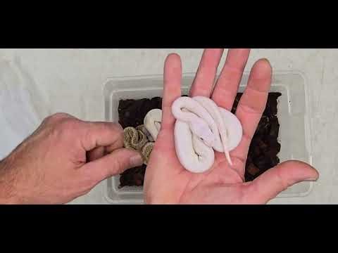 Ball Python Clutch 2025-44 Update