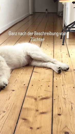 Der aktive golden retriever Welpe: Abenteuer draußen