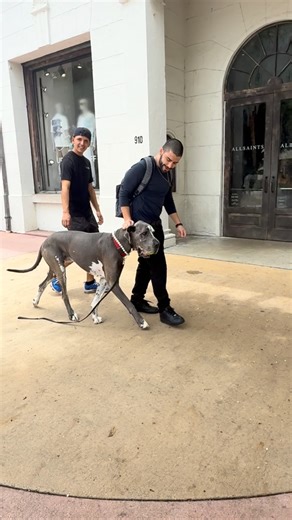 Archie the Great Dane on Instagram: "Archie picked up a friend on a walk and they kept going and going. 🥰 #greatdane #dogsofinstagram #miamibeach"