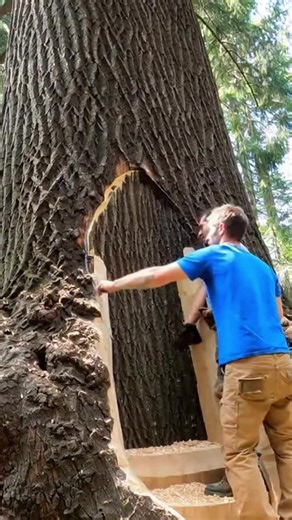 Building a Hidden Treehouse Base with Grand Entrance