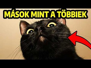 A fekete macskák titkai - 12 tény róluk 😺