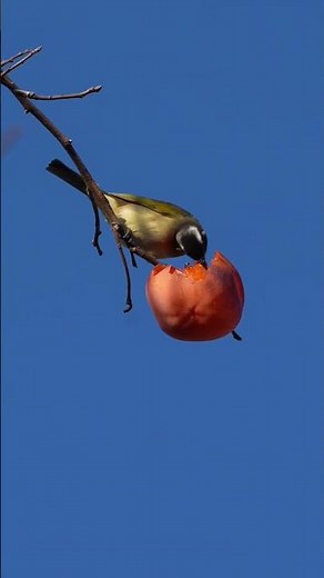 Bird eating fruits 🍉