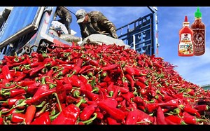 【诺尔农场】红辣椒大丰收，看工厂如何生产辣椒粉辣椒酱