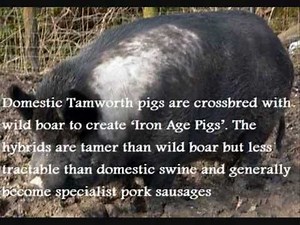 Top 10 Animal Hybrids