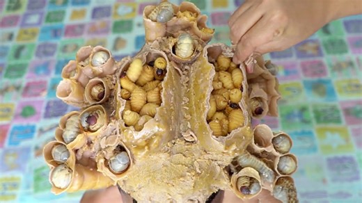 57K views · 360 reactions | Itchy Dry Scalp Dandruff Removal Satisfying Maggot Worms Biggest Hole​ #2101 #ticks #removetick #Dandruff #dandrufftreatment #dandruffremoval | Help remove ticks | Facebook