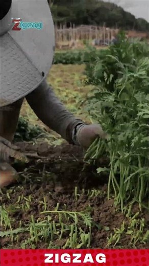 Smart Harvesting Method Using Sharp Field Knife for Fast Vegetable Cutting