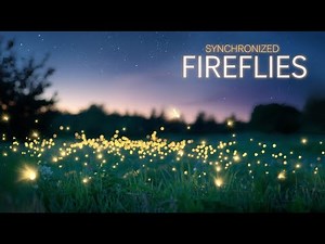 The Rare Synchronized Flashing of Fireflies