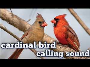 Cardinal Bird Calling Sound New 2025 | Identify the Northern Cardinal Song & Call – Bird Call Hub